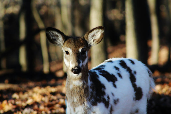 Beyond the Back Porch: Using Trail Cameras to Document the Early Summer Wildlife Baby Boom