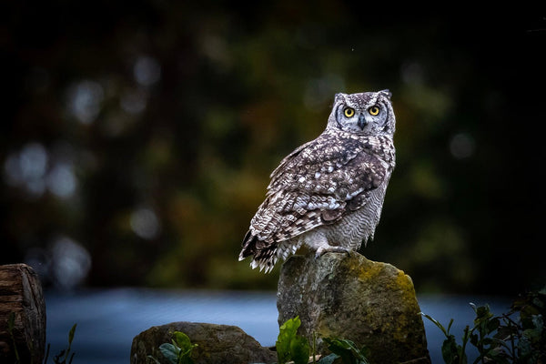 4K Trail Camera Guide: WiFi, Cellular & Solar Options for Wildlife