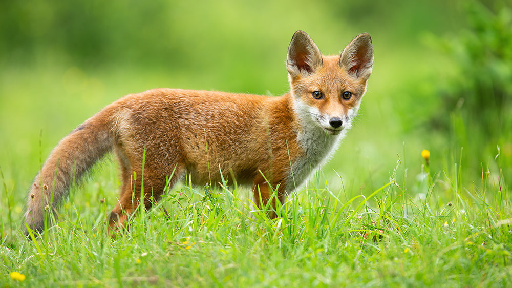 Common Trail Camera Misconceptions