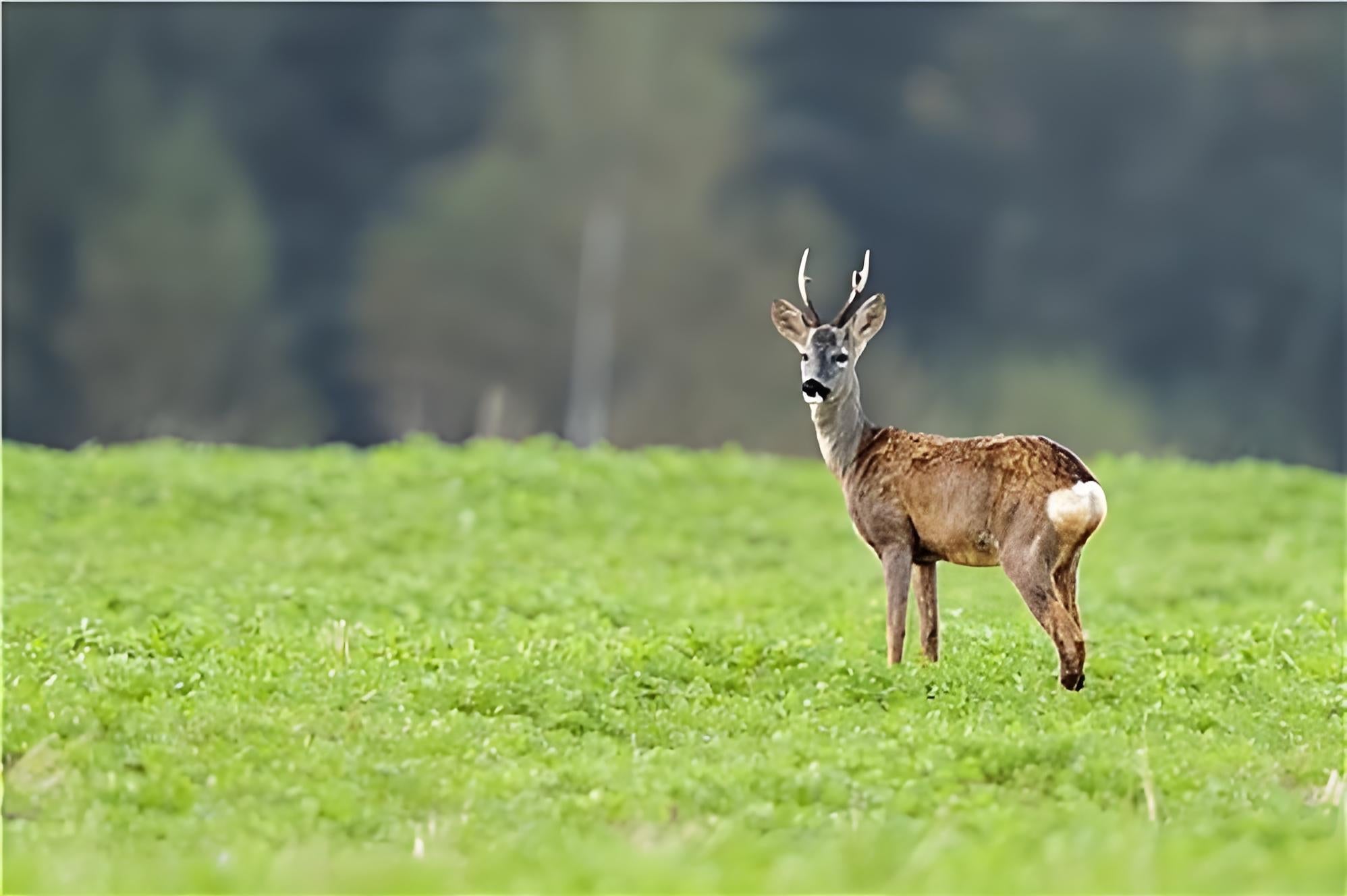 How to Top Up Data for a 4G Celluar Trail Cameras: Annual Plans & SIM Card Guid