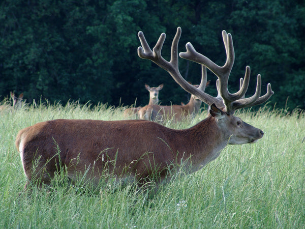 The Fawn Watch Protocol: Ethical Summer Scouting and Wildlife Monitoring